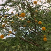 Vachellia farnesiana (L.) Wight & Arn.